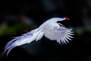 把足迹印在红河大地的张梅医生 是我们遇见的仙鸟白鹇