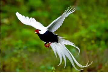 张梅：“红河白鹇”舞银针 一头挑起中医传承 一头挑起康复使命