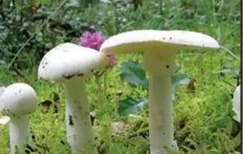 5家子18人中秋节“闹”出经验教训：野生菌美味却必须慎之又慎